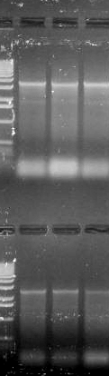 Στις μεταλλαγμένες αποικίες έγινε Colony PCR (Polymerase Chain Reaction) και ανάλυση σε πηκτή αγαρόζης (Εικ.