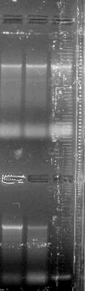 5 πλασμιδιακό DNA για περαιτέρω χρήση. και 2.6), απομονώθηκε το 4.3.