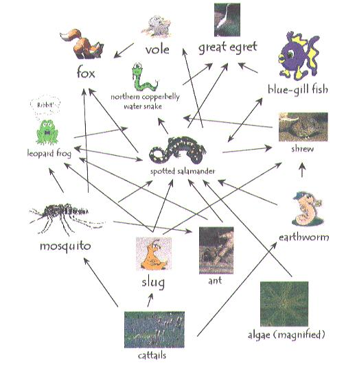 διατροφική αλυσίδα Γράφημα διατροφικής αλυσίδας. Κόμβοι = είδη. Ακμή = από θηρευτή σε θήραμα. References: http://www.twingroves.district96.