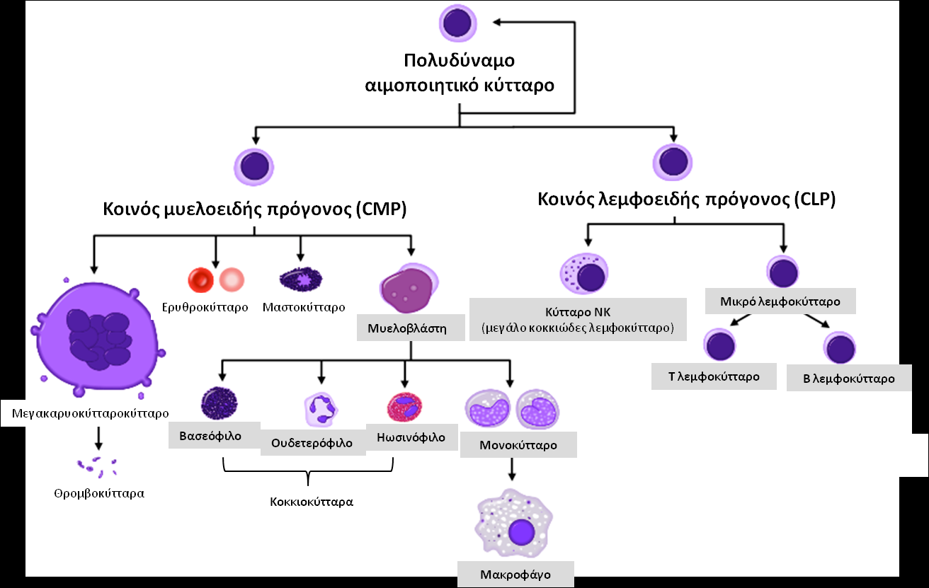 Εικόνα 1: Διαγραμματική απεικόνιση της οντογένεσης των λευκοκυττάρων. 2.2 Δομή και γενετικοί τόποι των ανοσοσφαιρινών Οι ανοσοσφαιρίνες ή αντισώματα είναι οικογένεια γλυκοπρωτεϊνών του πλάσματος.