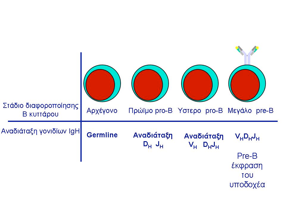 Εικόνα 4: Τα στάδια διαφοροποίησης των Β λεμφοκυττάρων καθορίζονται από τις αναδιατάξεις των γονιδίων των ανοσοσφαιρινών.