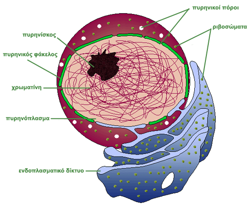 Εργασία στην Βιολογία Μεμβράνη του Πυρήνα του Κυττάρου Χρονιά: