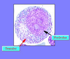 Προμυελοκύτταρο Μεγάλο κύτταρο: 15-30 μ
