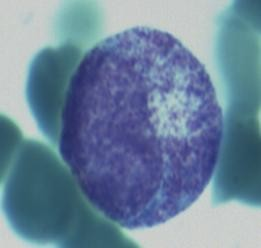 Μυελοκύτταρο Μικρότερο από το προμυελοκύτταρο Πυρήνας: Στρογγυλός ή ελαφρά νεφροειδής,