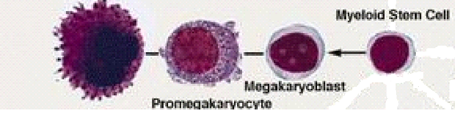 μεγακαρυοκυττάρων, ζουν περίπου 7-10 ημέρες στο περιφερικό αίμα Εύρος τιμών: