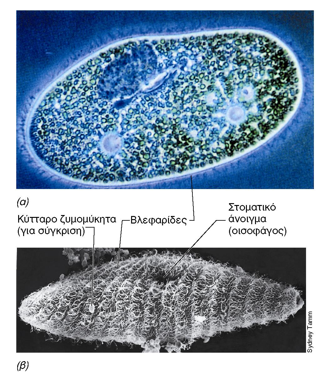 ΤΟ ΒΛΕΦΑΡΙΔΟΦΟΡΟ ΠΡΩΤΟΖΩΟ PARAMECIUM Εικόνα 14.