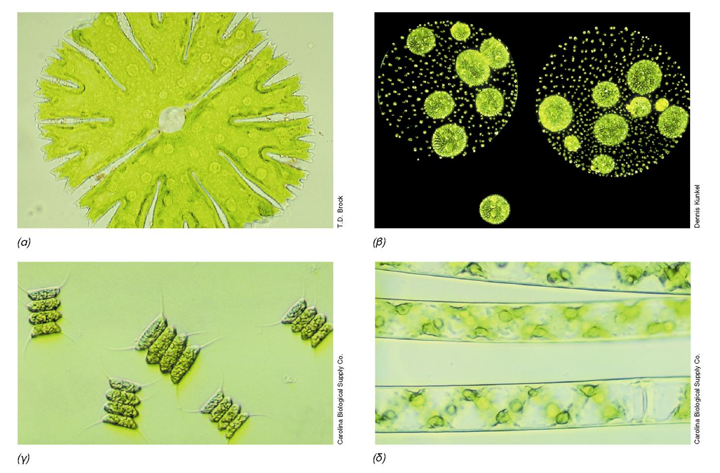 ΦΩΤΟΓΡΑΦΙΕΣ ΠΡΑΣΙΝΩΝ ΦΥΚΩΝ Εικόνα 14.26: Φωτογραφίες αντιπροσωπευτικών πράσινων φυκών από οπτικό μικροσκόπιο, (α) Micrastenas. Ένα κύτταρο.