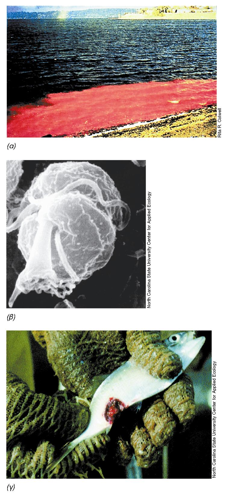 ΤΟΞΙΚΑ ΔΙΝΟΜΑΣΤΙΓΟΦΟΡΑ Ερυθρές ανθήσεις (χρωστικές) Τοξικά στον άνθρωπο, ψάρια (νευροτοξίνη) Εικόνα 14.28: Τοξικά δινομαστιγοφόρα.