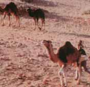 17 Η καμπούρα της καμήλας περιέχει μεγάλες ποσότητες λίπους, σε αντίθεση με το δέρμα που καλύπτει το υπόλοιπο σώμα της. Εικ. 1.