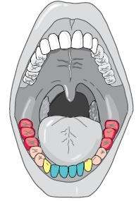 ιάσπαση, απορρόφηση και αποβολή ουσιών αδαμαντίνη οδοντίνη μύλη αυχένας ρίζα πολφική κοιλότητα ούλο οστεΐνη Εικ. 2.8 Τα μέρη του δοντιού Η τροφή περιέχει διάφορες θρεπτικές ουσίες.