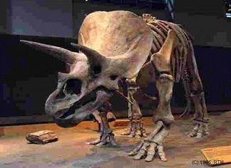 Περιεχόμενο: Ποιος ήταν ό πρώτος δεινόσαυρος; Ποιος ήταν ο μεγαλύτερος δεινόσαυρος που έζησε ποτέ; Οι δεινόσαυροι πετάνε; Υπάρχουν ακόμα δεινόσαυροι; Απαντήσεις στα παραπάνω ερωτήματα όπως και