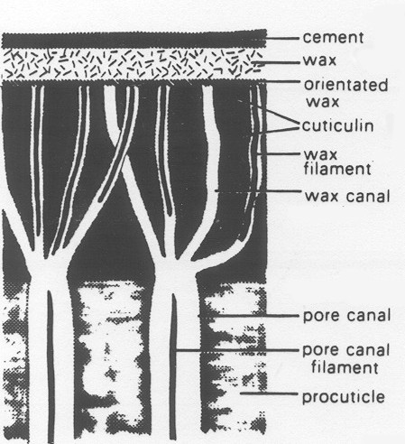 Επιδερμάτιο Σχηματίζεται από εκκρίσεις υποδερμικών αδένων (cement) και κυττάρων (υπόλοιπα στρώματα).