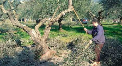 Η τεχνική αυτή εφαρµόζεται στα µικρά δέντρα των ελαιοποιήσιµων ποικιλιών.