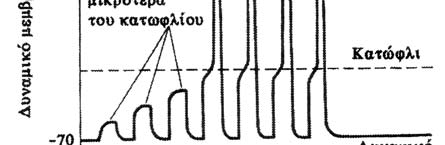 25.5.3 Δυναμικά Δράσης Τα δυναμικά δράσης είναι ταχείες μεταβολές του δυναμικού της μεμβράνης οι οποίες διαρκούν msec, κατά τη διάρκεια του οποίου όμως το δυναμικό της μεμβράνης μπορεί να μεταβληθεί