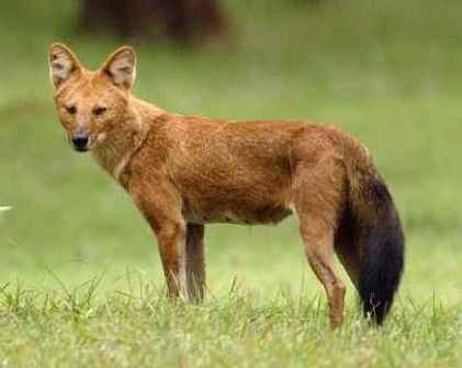 Τσακάλι (Canis aureus), να συμβάλει ενεργά προς την ενημέρωση και ευαισθητοποίηση των κατοίκων αλλά και των επισκεπτών του Εθνικού Πάρκου.