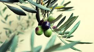 Το ποσοστό των αγροτικών προϊόντων της Ελληνικής Γης στην οποία καλλιεργούνται ελαιόδεντρα Στην Ελλάδα σχεδόν το εξήντα τοις εκατό (60%) του καλλιεργούμενου εδάφους της είναι ελαιώνες ενώ είναι η
