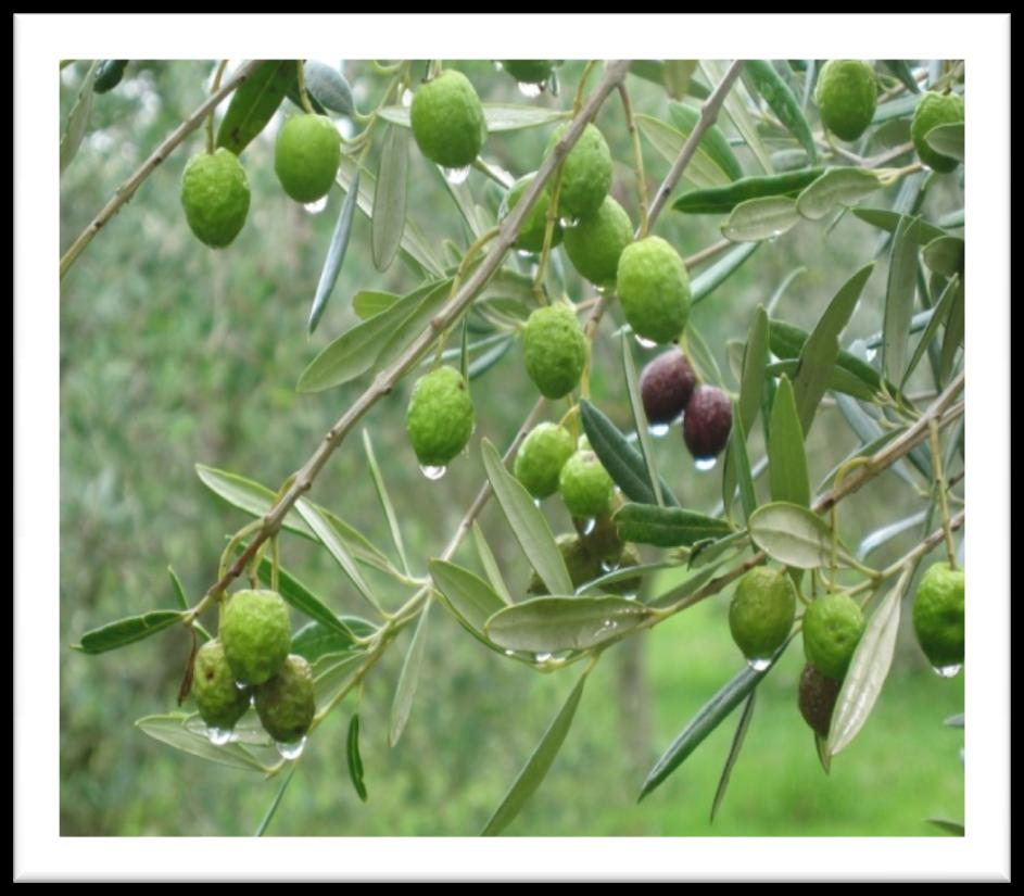 ΠΕΡΙΟΧΕΣ ΜΕ ΕΛΑΙΟΔΕΝΤΡΑ ΣΤΟ ΝΟΜΟ ΒΟΙΩΤΙΑΣ(ΜΑΡΤΥΡΙΕΣ
