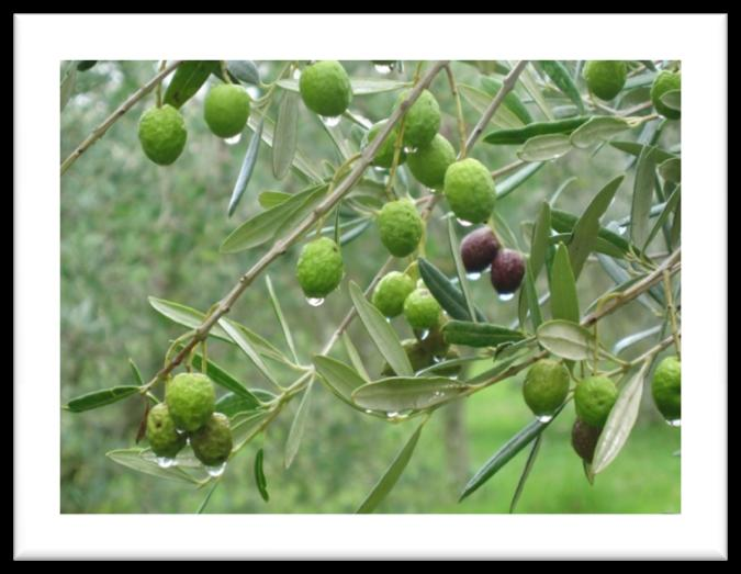 Η συλλογή των πληροφοριών έγινε με τη συμμετοχή όλων των εμπλεκόμενων μαθητών, της συγκεκριμένης ερευνητικής εργασίας.