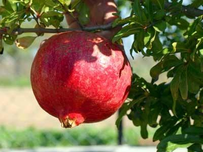 Η καλλιέργεια του εδάφους αποσκοπεί στην αύξηση ή και την διατήρηση της περιεκτικότητας σε χούμο, την αποθήκευση νερού, στην διατήρηση της γονιμότητας του και στην ποσοτική και ποιοτική αύξηση της