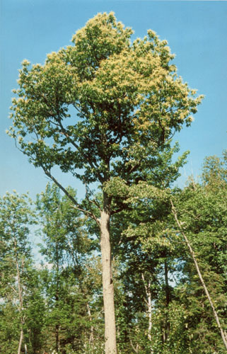 Αμερικανική Καστανιά (Chestnut, American) Η αμερικανική καστανιά (Εικόνα 1.11), είναι επίσης γνωστή και ως γλυκειά καστανιά.