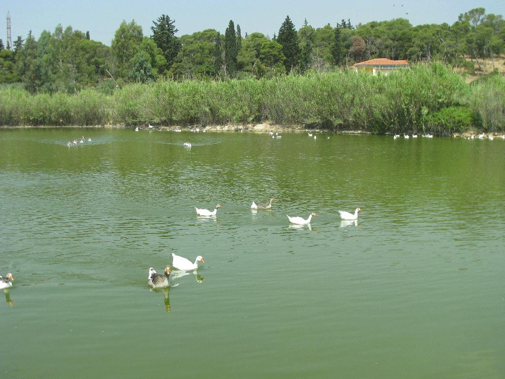 Μία από τις λίμνες του πάρκου Έκταση με ελαιόδεντρα Το πλήθος των φυτών που ευδοκιμούν