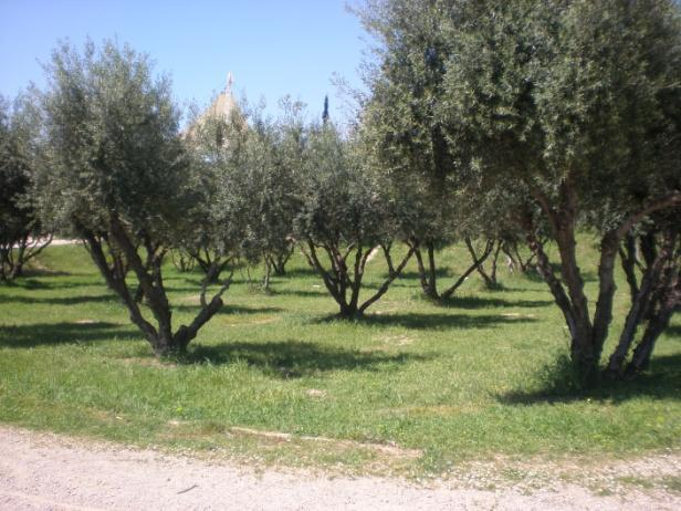 δέντρων καθώς και κήποι με πολλά φυτικά είδη, επιβεβαιώνει την άποψη ότι η Αττική είναι