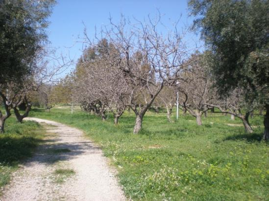 Υπάρχουν επίσης και δασικά οικοσυστήματα τα οποία δημιουργούν ένα μοναδικό δασικό τοπίο μέσα στην πόλη το οποίο συμπληρώνεται από μικρά ξέφωτα με θάμνους.