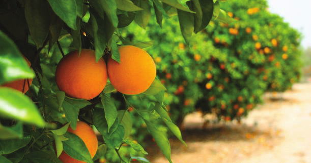 Η χαμένη τιμή του πορτοκαλιού - 23/01/2011 Tι φταίει και τα διάσημα πορτοκάλια τη Αργολίδα και τη Λακωνία σαπίζουν στο χώμα; Την ίδια στιγμή που πωλούνται στο μανάβικο 0,98 ευρώ, οι παραγωγοί μιλούν