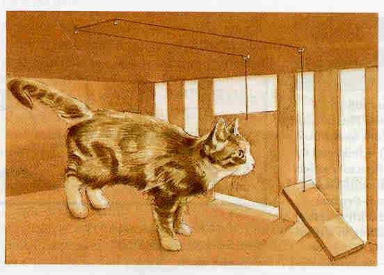 Τα πειράµατα του Thorndike Στα πειράµατα του Thorndike γάτες τοποθετούνταν σ ένα κουτί