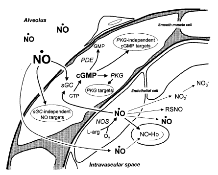 INHALED NITRIC OXIDE ( ino ) Inhaled NO is rapidly inactivated by the hemoglobin The vasodilatory effect of ino is limited to the lung Inhaled NO 8-20 ppm increases