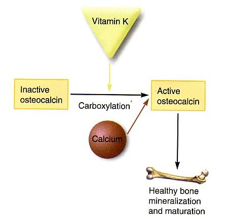 Značaj vitamina K za koštani sistem Inaktivni osteokalcin Aktivni osteokalcin Aktivira protein osteokalcin koji tad vezuje Ca i ubrzava ugradnju u koštano