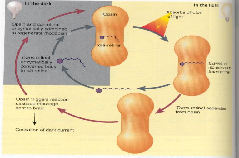 Uloga vitamina A u funkciji čula vida Mrežnjača Štapići Čepići izomerizacija oksidacija all-trans-retinol