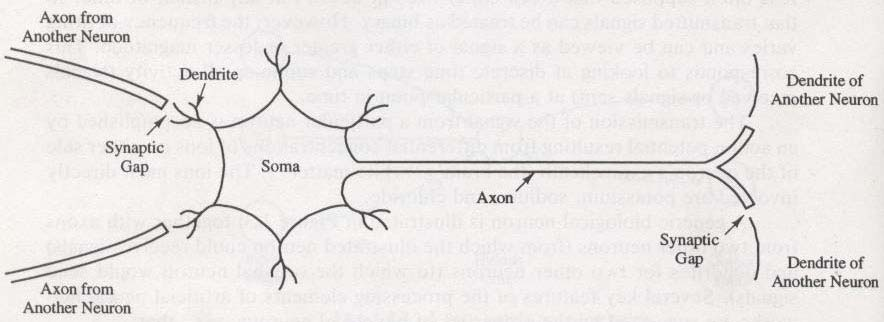 Ο Υπολογιστικός Κόμβος (ΥΚ) (Σχήμα 3.1) ή τεχνητός νευρώνας είναι το θεμελιώδες στοιχείο επεξεργασίας ενός ΤΝΔ.
