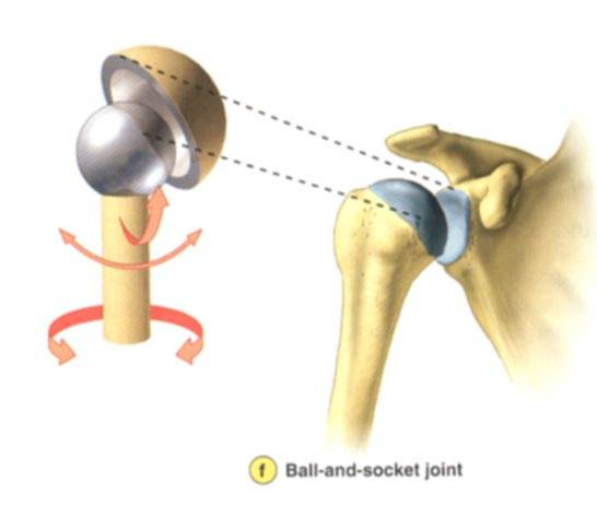 Liðamót Ball and socket synovial joint (kúluliður) sem