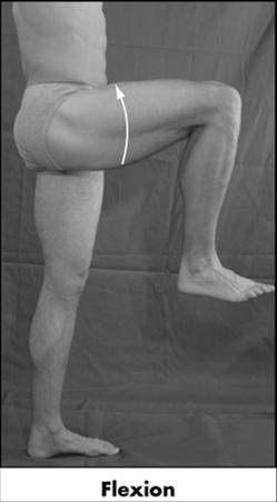 Hreyfingar Flexion Extension Abduction Adduction External