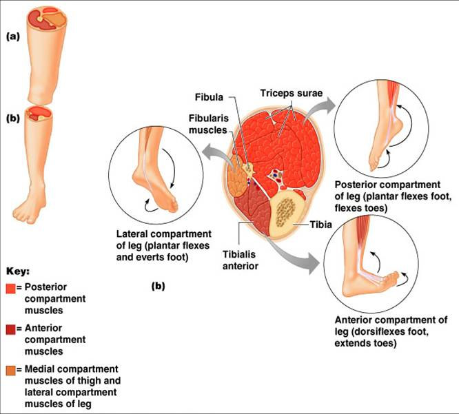 Gracilis Popliteus Plantaris Gastrocnemius Semitendinosus