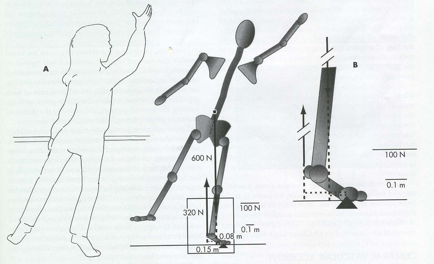 Þyngdarkraftur og plantar flexion um ökklalið Hvað gerist við ökkla liðinn þegar við teygjum okkur t.d. eftir glasi?