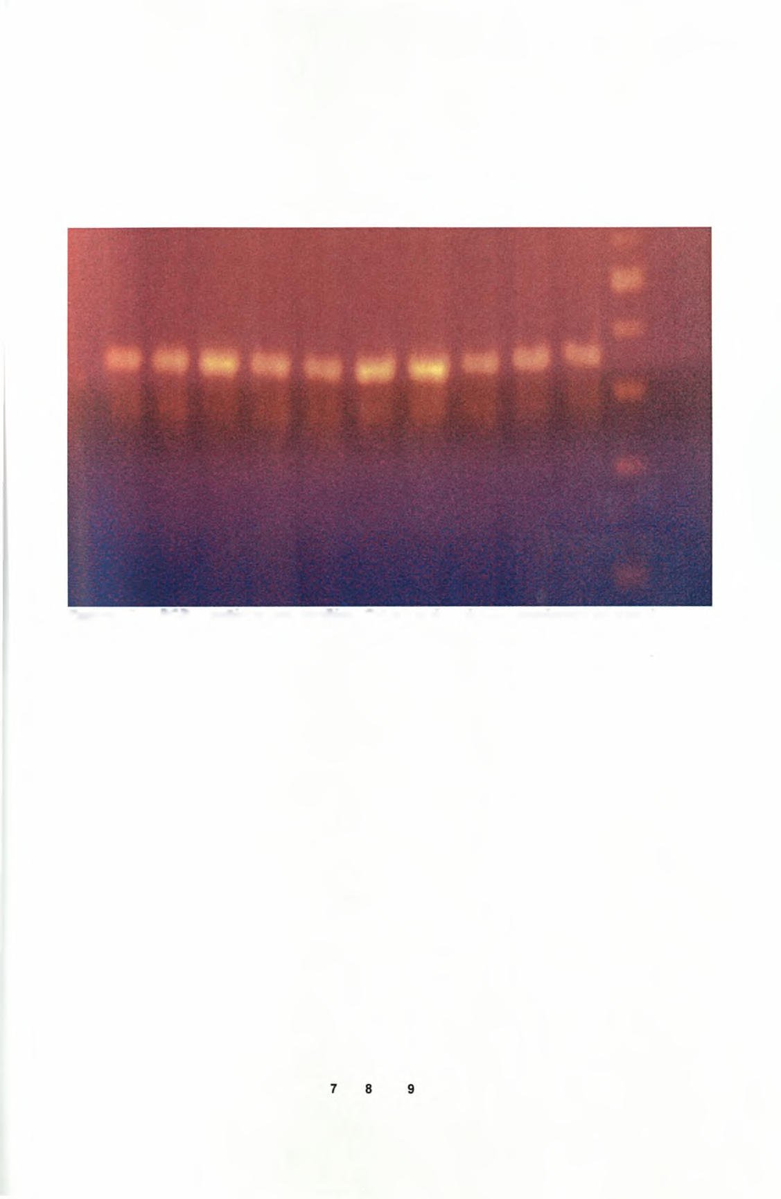 ένδειξη της ποσότητας DNA Κατόπιν με την τεχνική PCR πολλαπλασιάσαμε τμήμα 369 bp του γονιδίου Cytb.