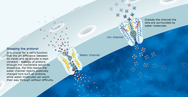 The Nobel Prize in Chemistry 2003 The Royal Swedish Academy of Sciences has decided to award the Nobel Prize in Chemistry for 2003 "for discoveries concerning channels in cell membranes", with one