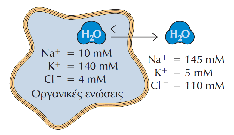 ΕΙΚΟΝΑ 13.31 Διαβαθµίσεις ιόντων µεταξύ των δύο πλευρών της κυτταροπλασµατικής µεµβράνης ενός τυπικού κυττάρου θηλαστικών.