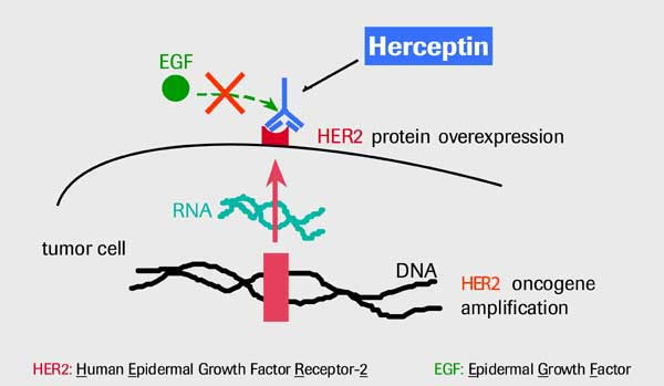 Herceptin (trastuzumab) και ΕGFR