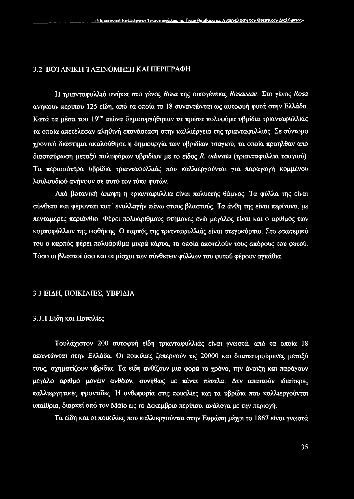 Κατά τα μέσα του 19ου αιώνα δημιουργήθηκαν τα πρώτα πολυφόρα υβρίδια τριανταφυλλιάς τα οποία απετέλεσαν αληθινή επανάσταση στην καλλιέργεια της τριανταφυλλιάς.