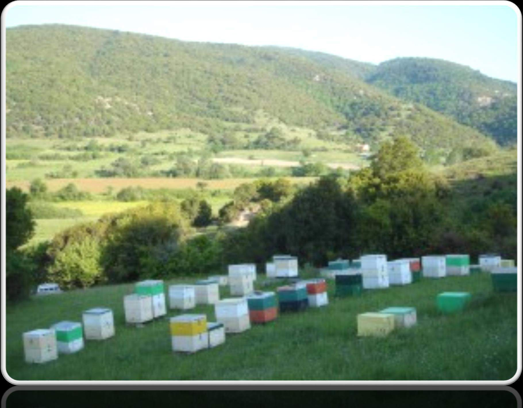 «Το Ελληνικό Μέλι ως Επώνυμο Προϊόν» Γκουλιαδίτη