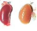 IgG1 protects against renal disease in a mouse model of cryoglobulinaemia 0 0 MO N T H 2 0 1 4 VO L 0 0 0 N AT U R E 1 Immunoglobulins protect against disease to a considerable extent by activating