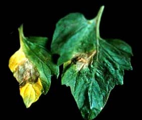 -12- Η µόλυνση γίνεται όταν ο καρπός έχει διάµετρο 1,5-3cm αλλά η πλήρης εµφάνιση της ασθένειας συµβαίνει στο τελευταίο στάδιο ανάπτυξης του πράσινου καρπού (Stall, 1997).