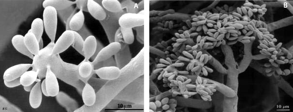 -9- χρώµατος και αποτελείται από πυκνή µάζα υφών του µύκητα. Το µέγεθος τους είναι µεγαλύτερο από 3mm στο µήκος, επί το πλείστον 5mm και µέγιστο τα 10mm.