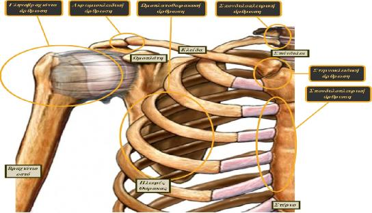 ΚΕΦΑΛΑΙΟ 2 ΛΕΙΤΟΥΡΓΙΚΗ ΑΝΑΤΟΜΙΚΗ 2.1 ΑΡΘΡΩΣΕΙΣ ΩΜΙΚΗΣ ΖΩΝΗΣ Οι τρείς αρθρώσεις της ωμικής ζώνης είναι η στερνοκλειδική, η ακρωμιοκλειδική και η γληνοβραχιόνια (άρθρωση του ώμου) (Εικ. 2.1).