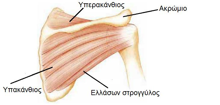 Εικόνα 2.2 Μύες του πέταλου των στροφέων (μορφοποίηση από www.porthopaidikos4u.