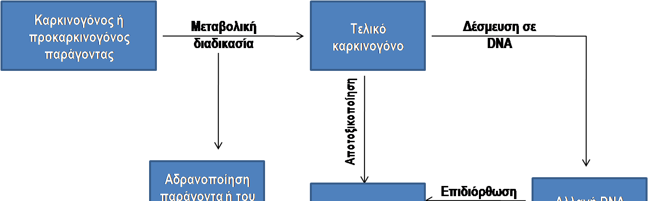 Ε. ΒΙΟΕΠΙΔΡΑΣΕΙΣ ΚΑΙ ΒΙΟΛΟΓΙΚΕΣ ΑΠΟΚΡΙΣΕΙΣ ΤΩΝ ΡΥΠΩΝ-