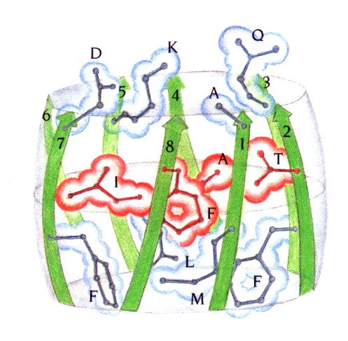 Γεωμετρία των βαρελιών TIM Aν παρατηρήσουμε το πακετάρισμα στο εσωτερικό του βαρελιού της οξειδάσης του γλυκολικού βλέπουμε ότι σχηματίζονται 3 «επίπεδα» από τις πλευρικές ομάδες των